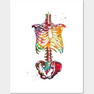 Skeleton Torso Posters and Art